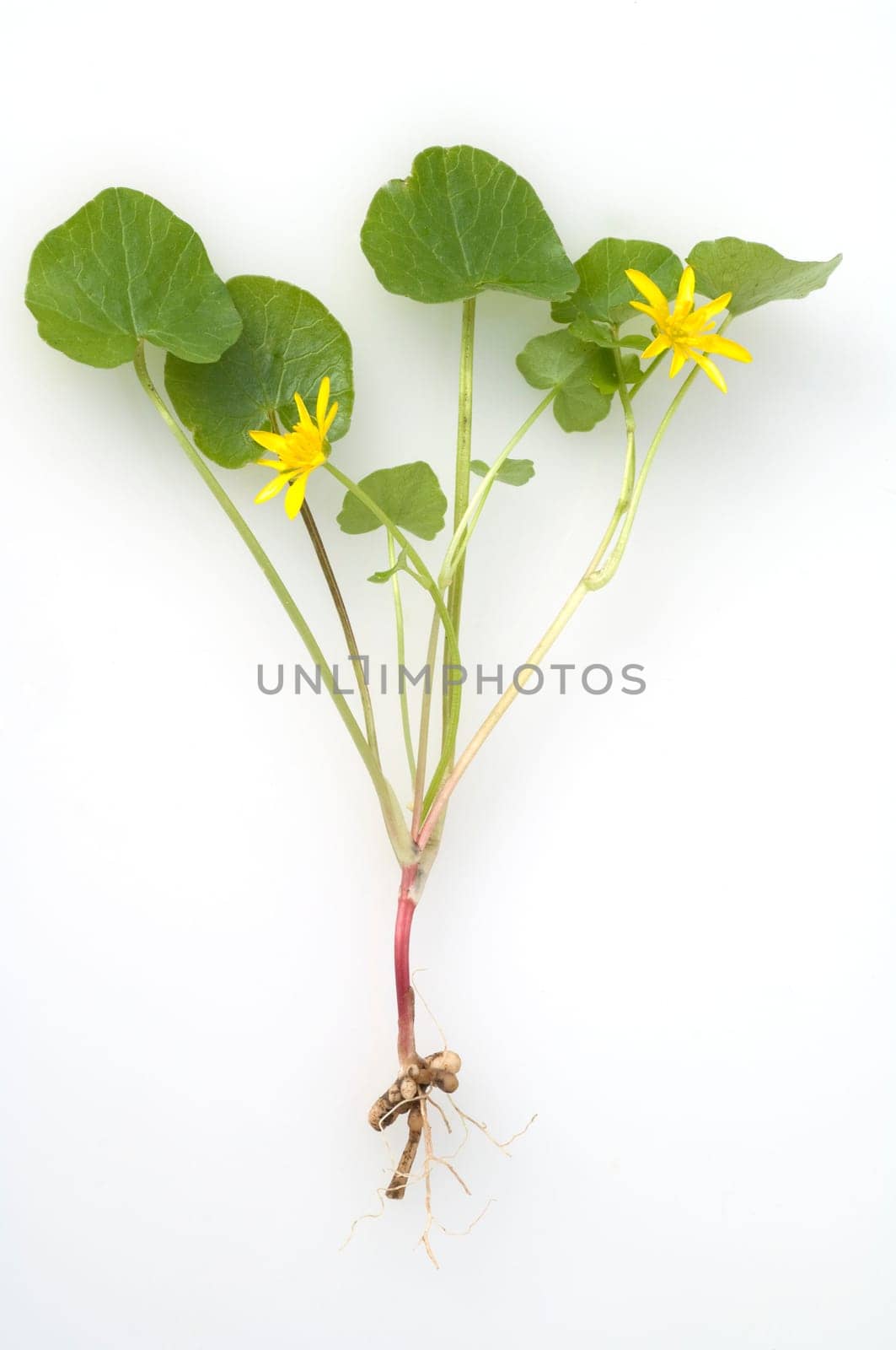 Scharbockskraut, Ranunculus, ficaria, heilpflanze