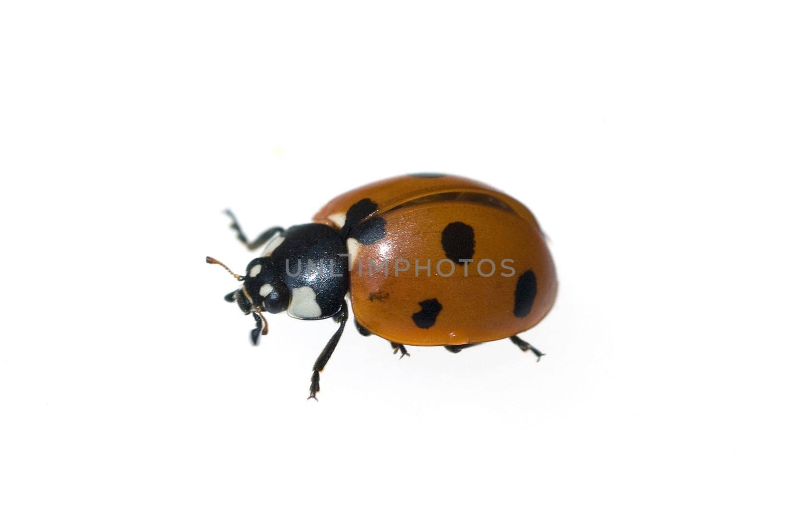 Marienkaefer  Coccinella  semptempunctata  7-Punkt  insekt