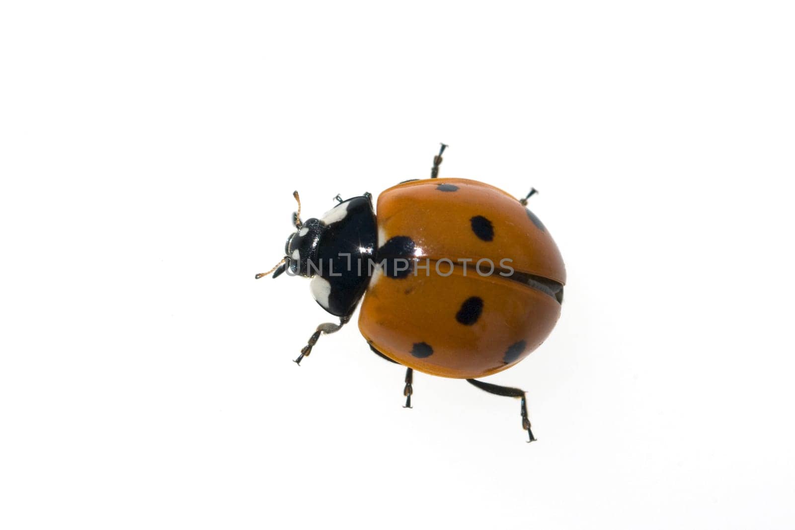 Marienkaefer  Coccinella  semptempunctata  7-Punkt  insekt
