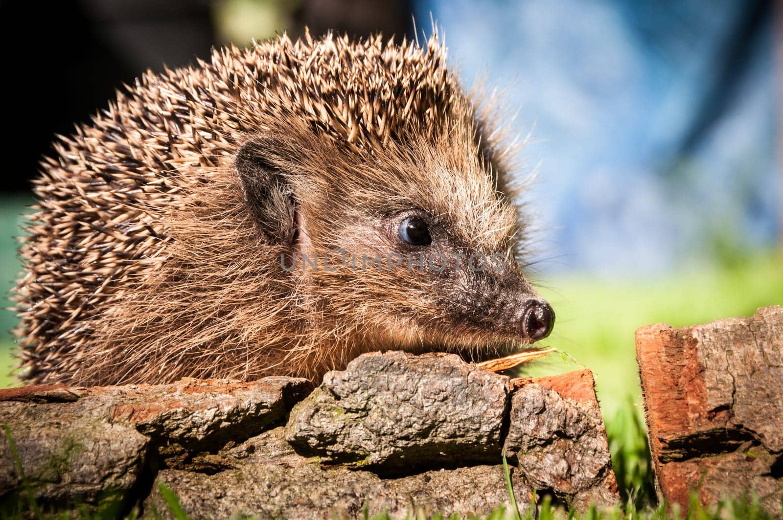 Hedgehog in the garden sitting on wood and sniffing