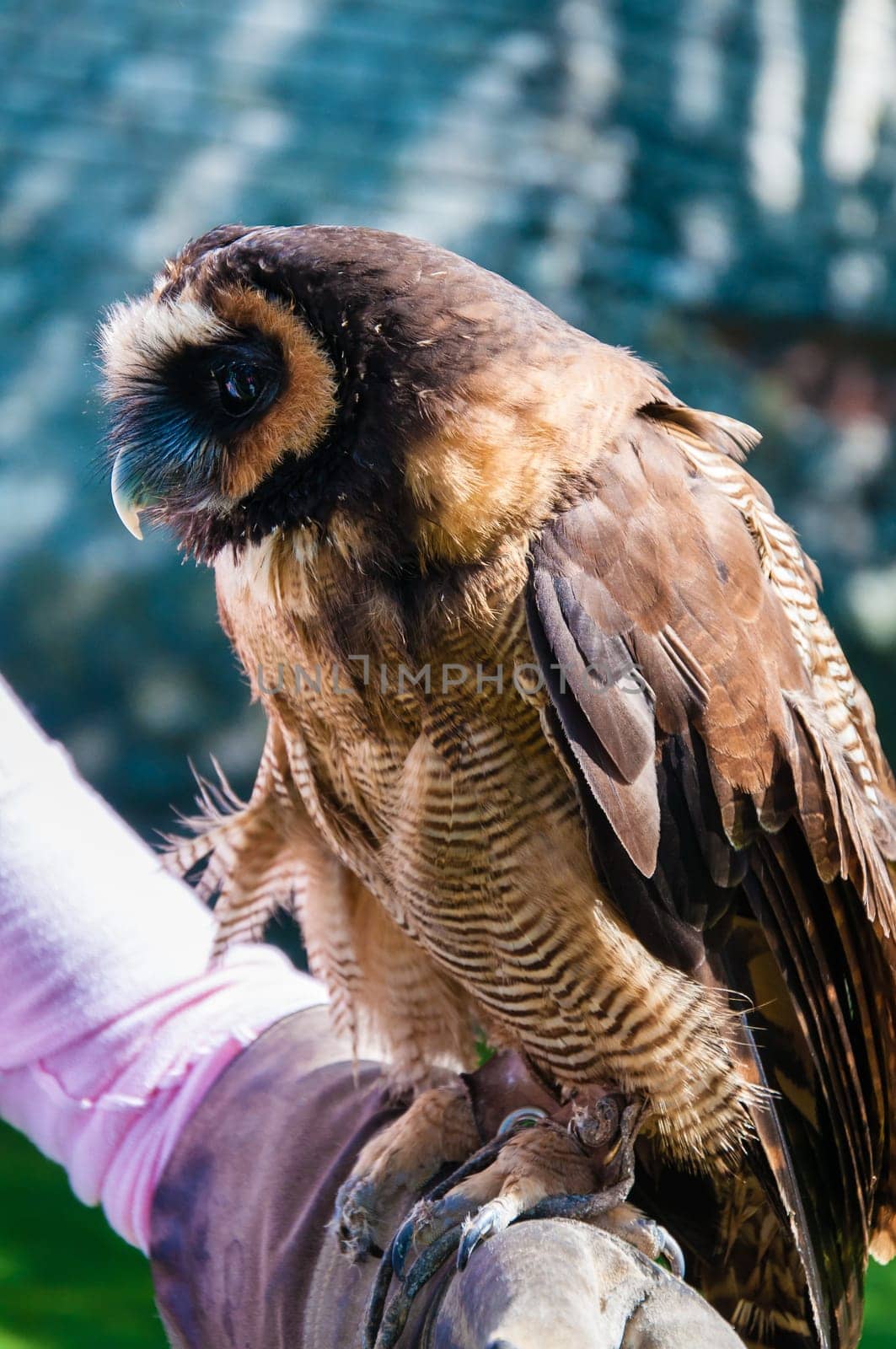 Close up portrait of brown wood Owl against green background