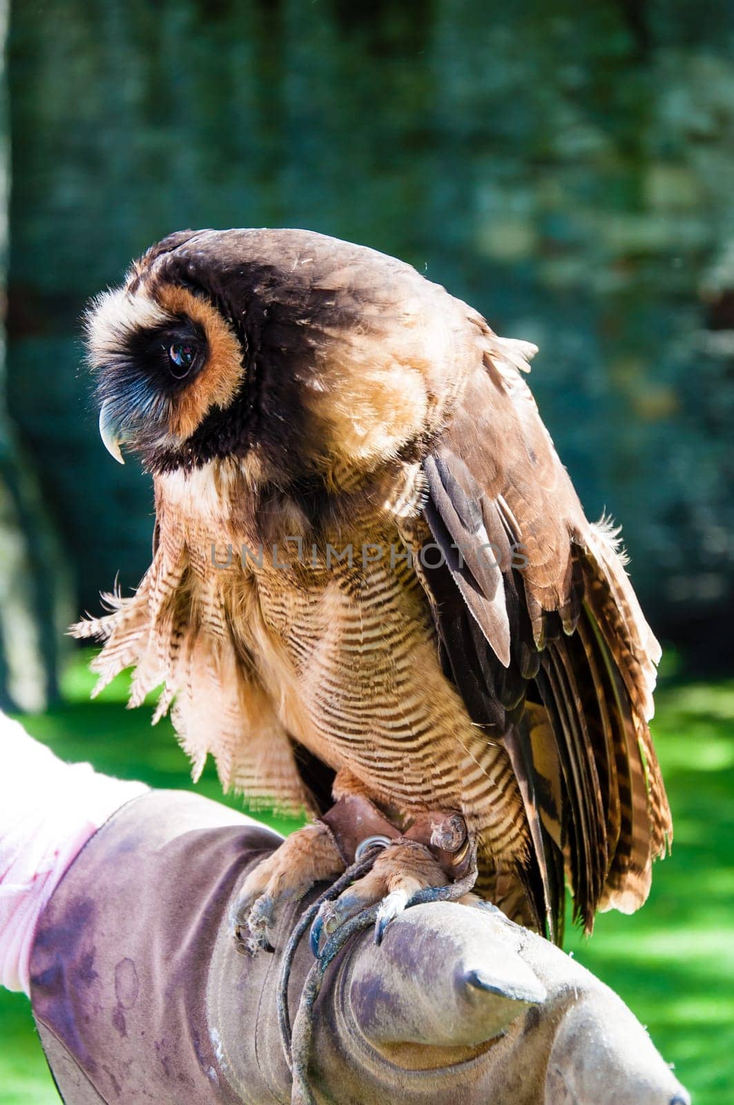 Close up portrait of brown wood Owl against green background