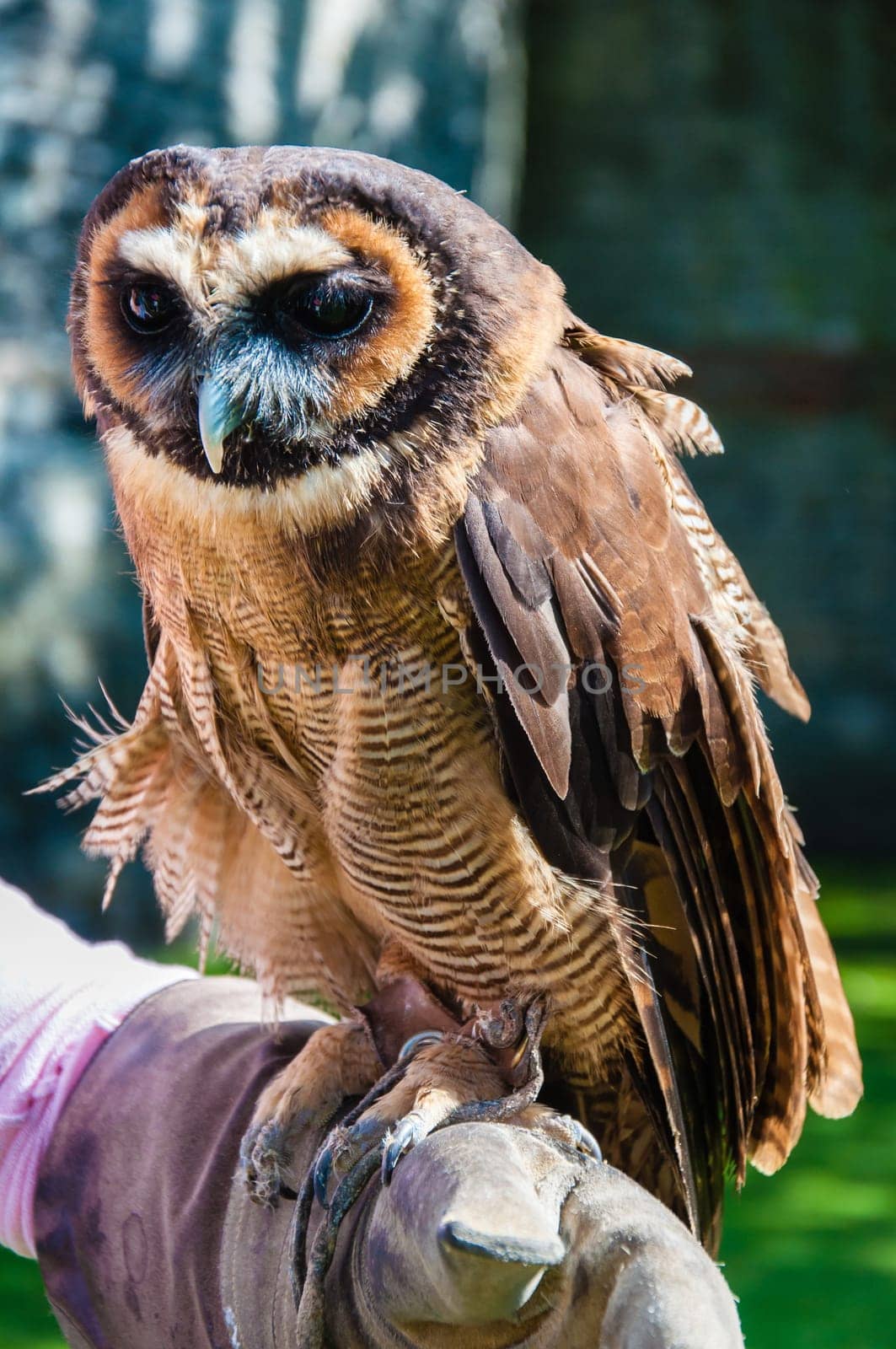 Close up portrait of brown wood Owl against green background