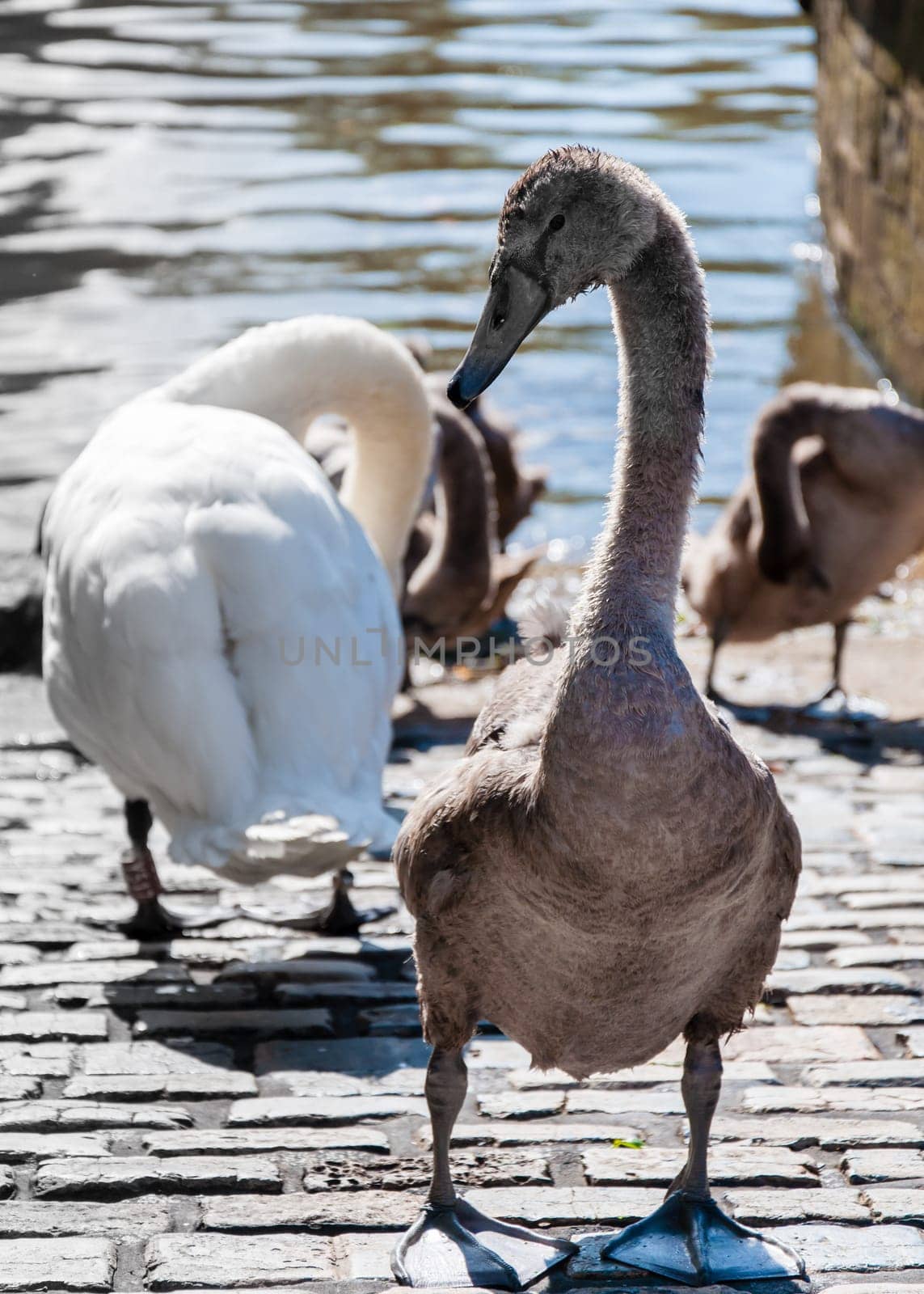 Beautiful swan familiy with nestlings in lake