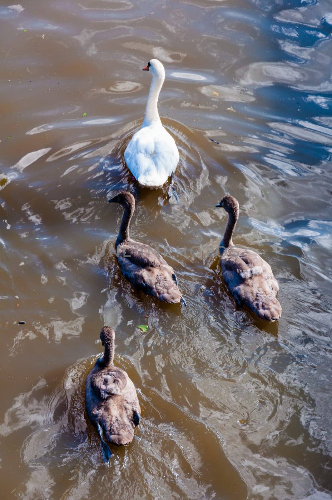 Beautiful swan familiy with nestlings in lake