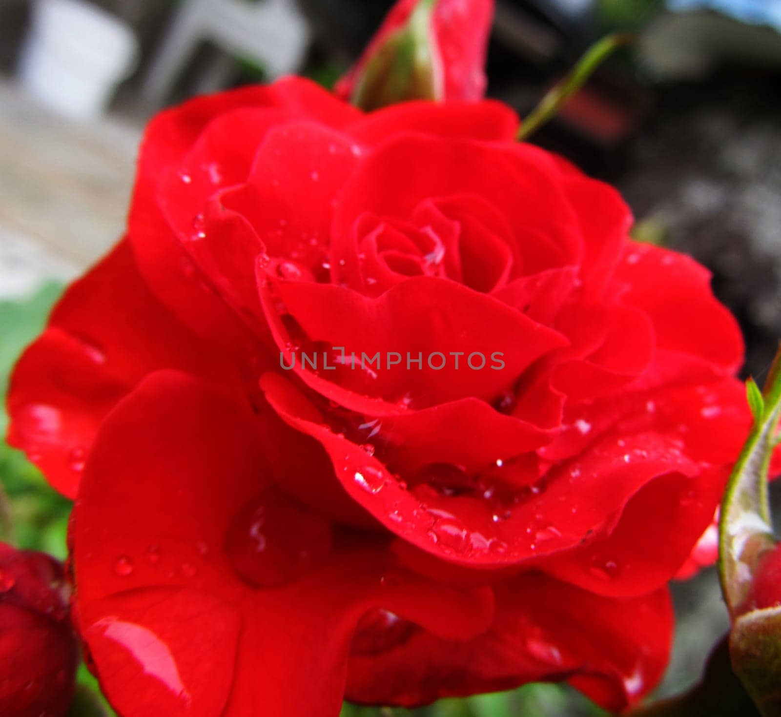  rose