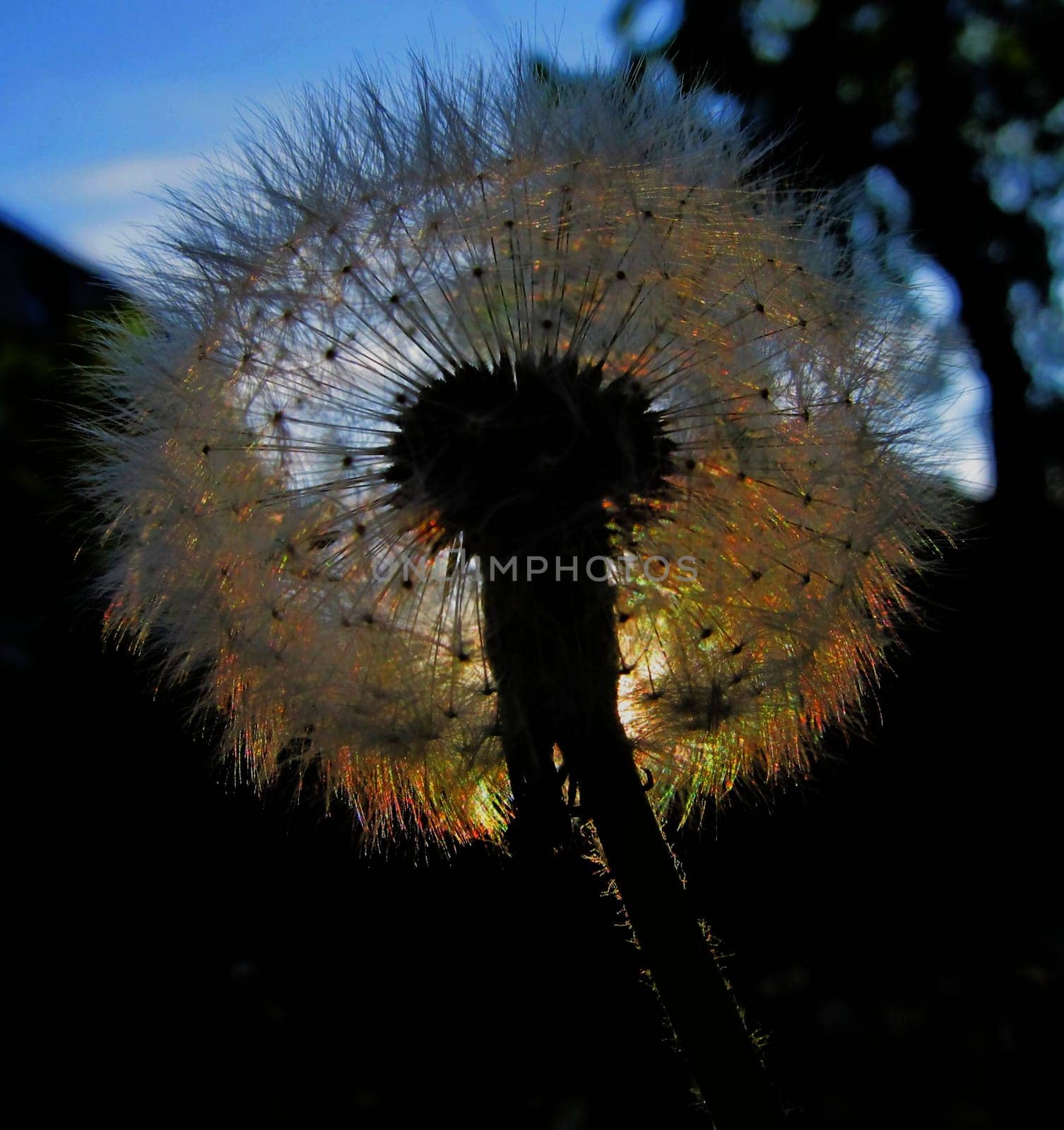 Pusteblume