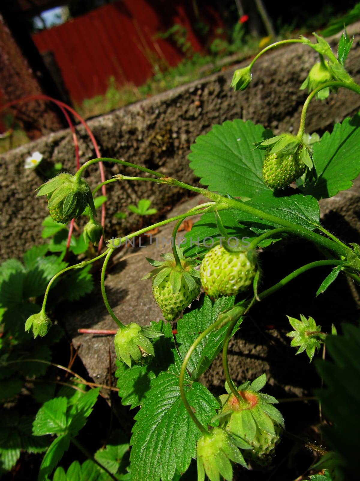 Strawberry
