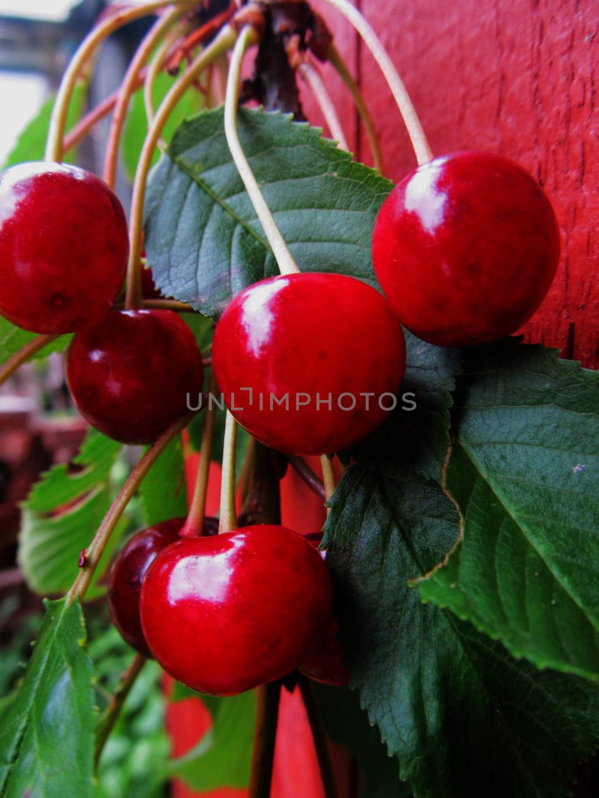 Cherries