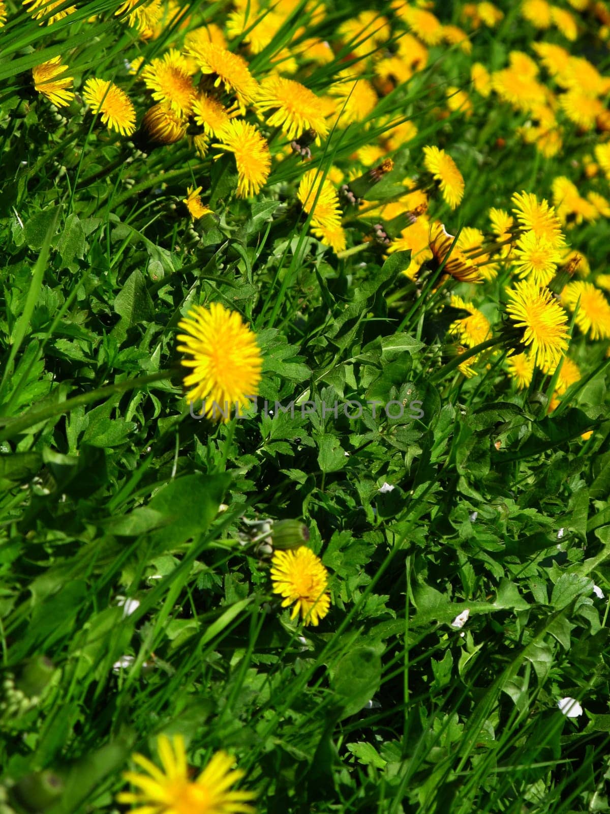 Dandelion meadow