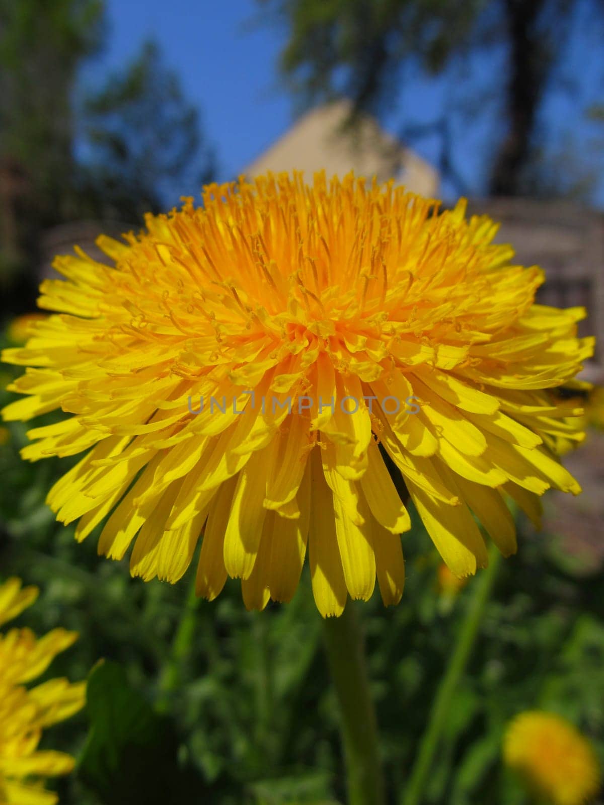 Dandelion