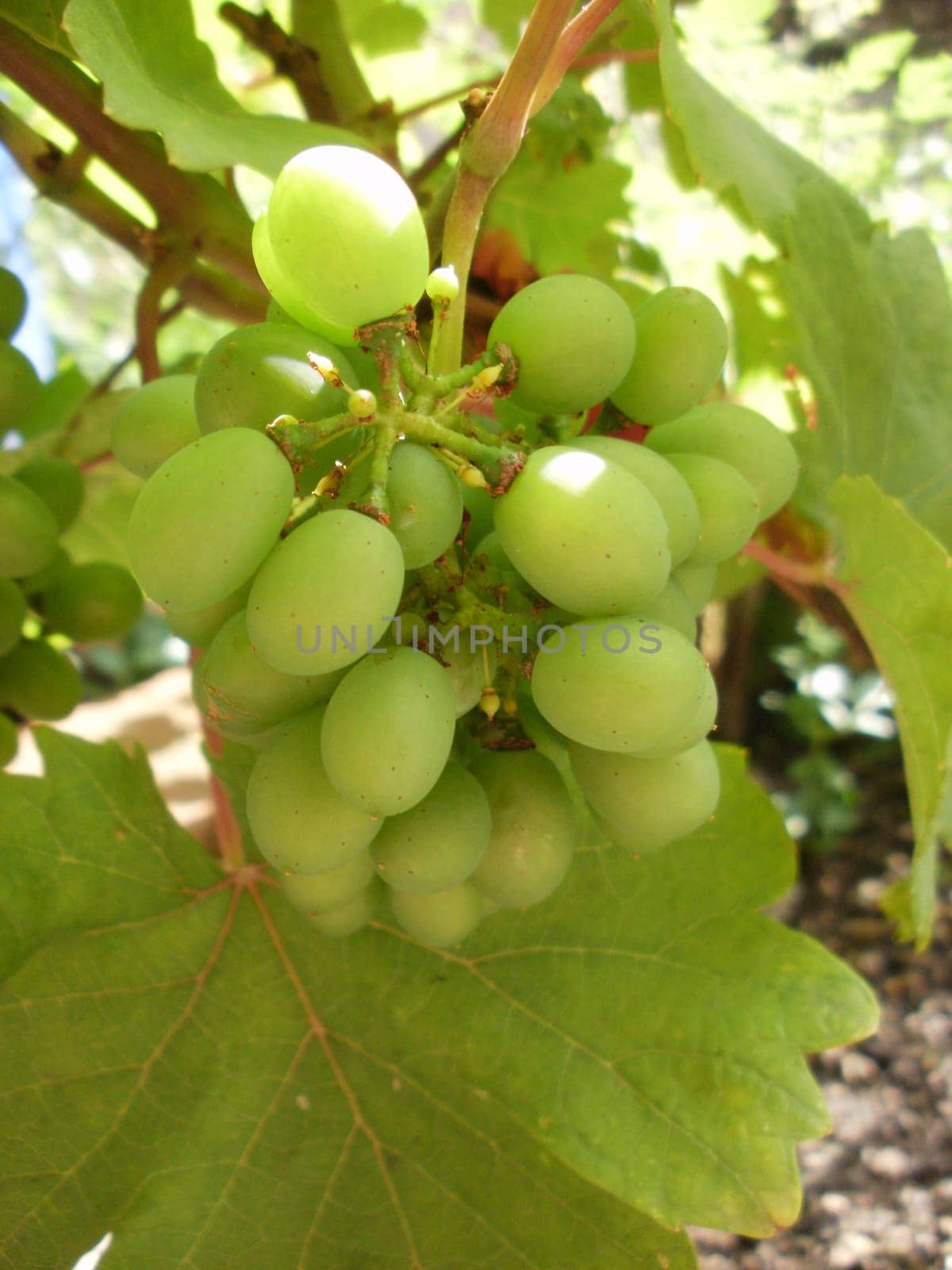 Grapes