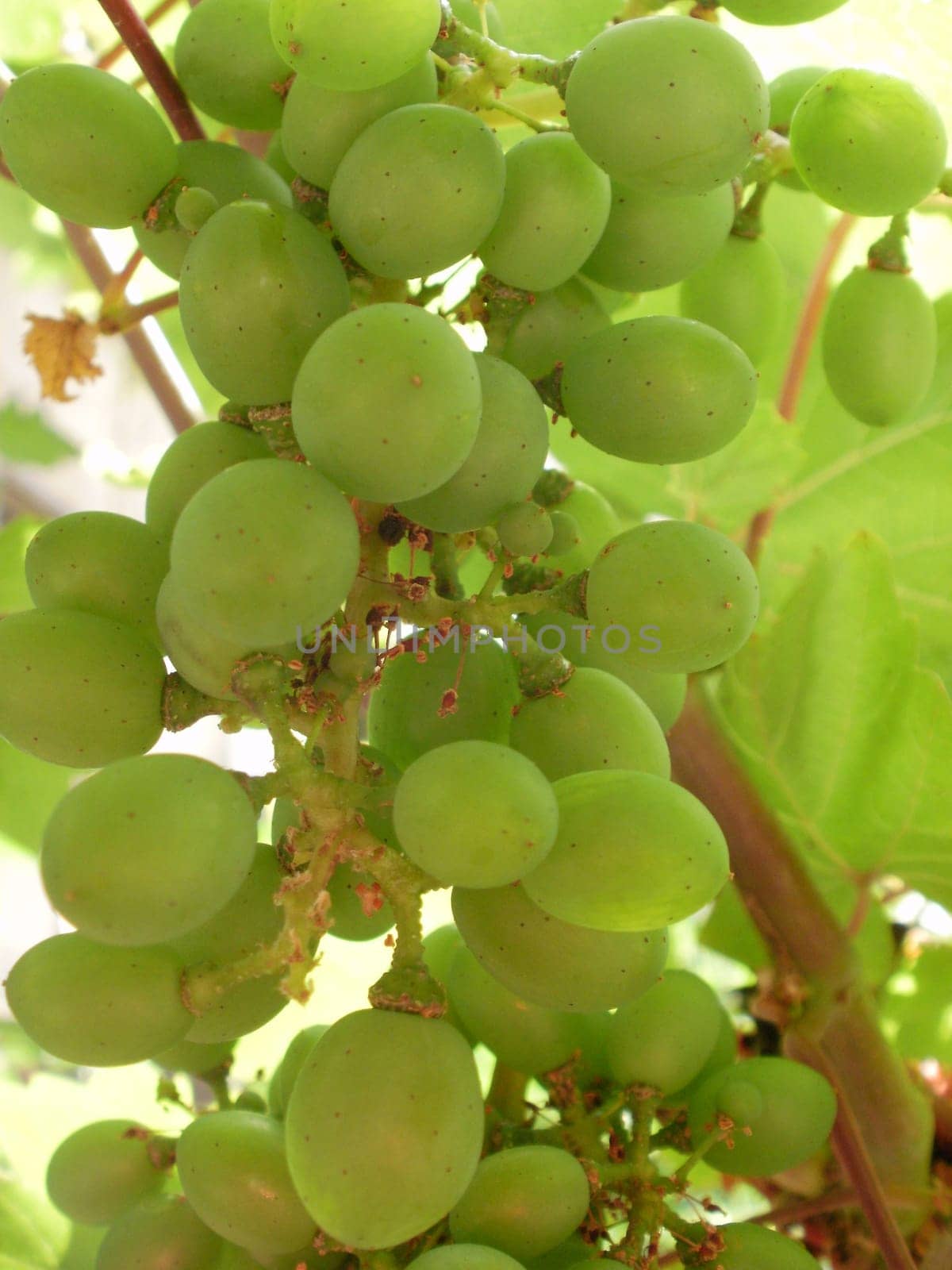 Grapes