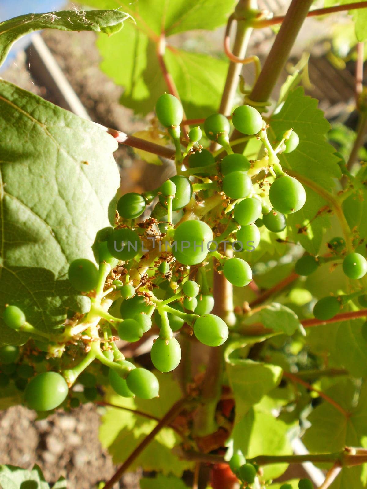 Grapes