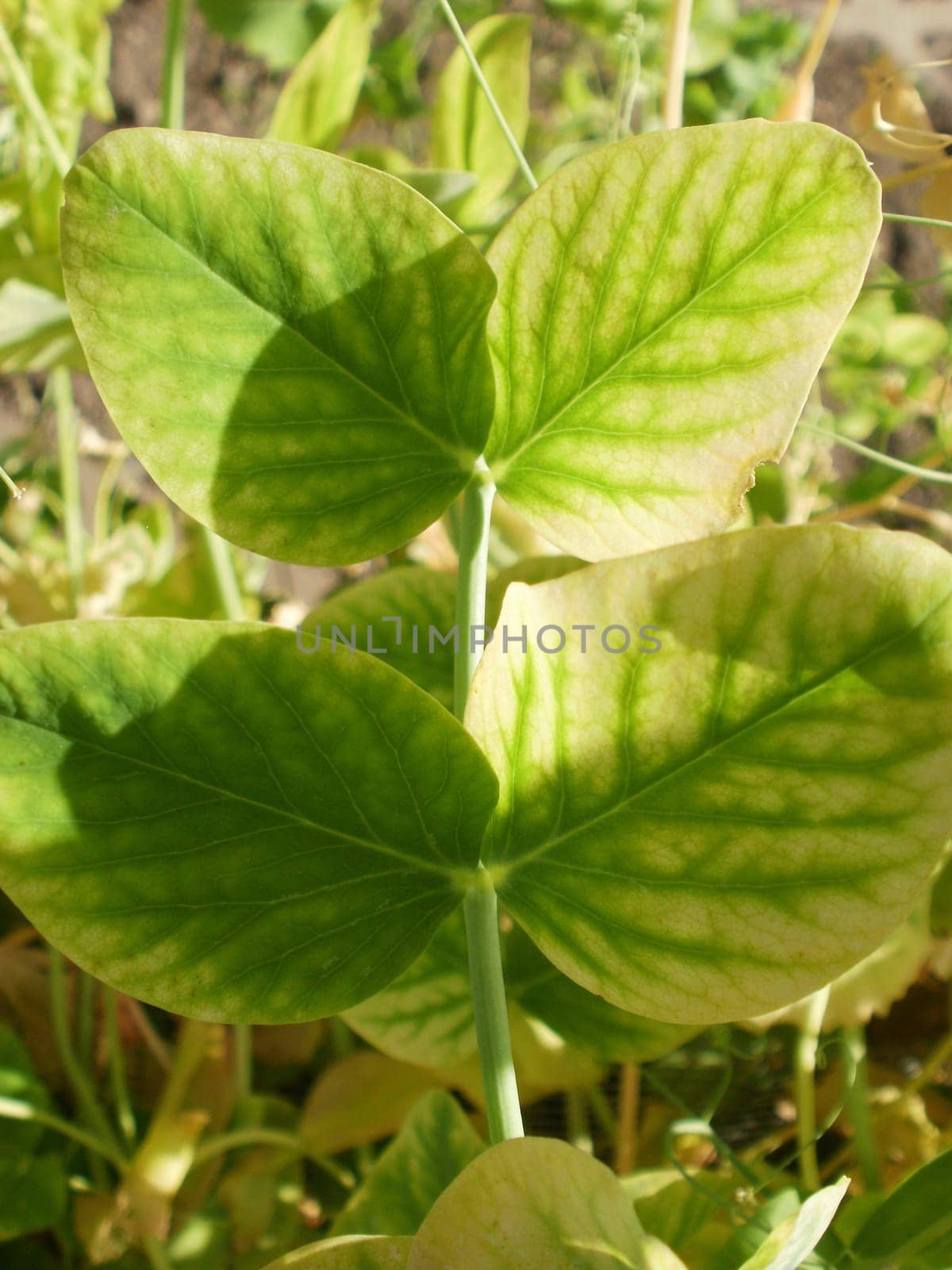 Sugar pea leaf