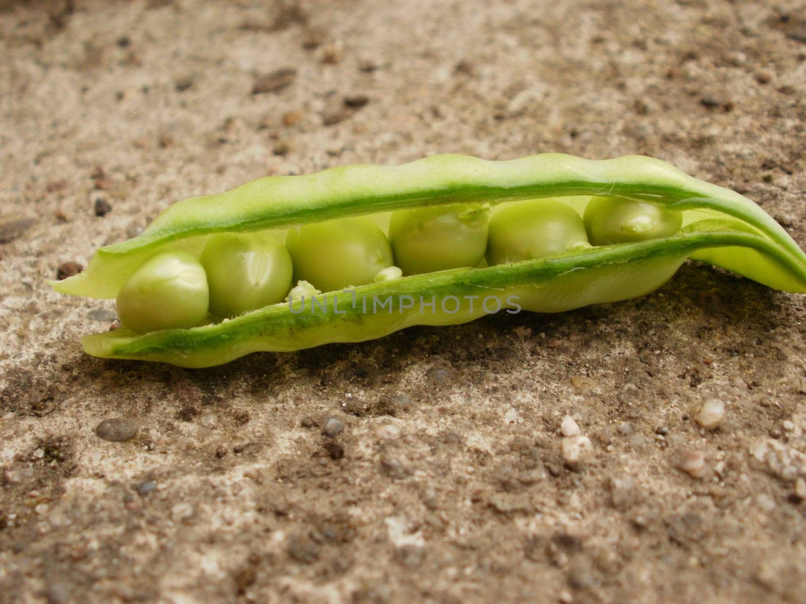 Sugar pea leaf