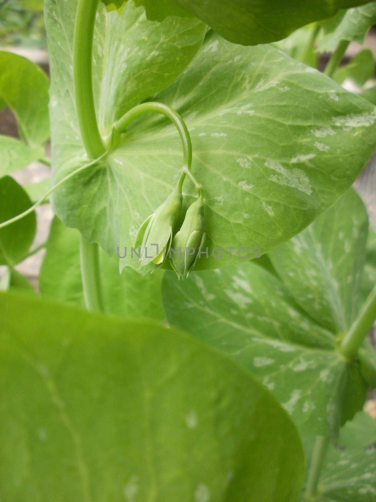 Sugar pea leaf