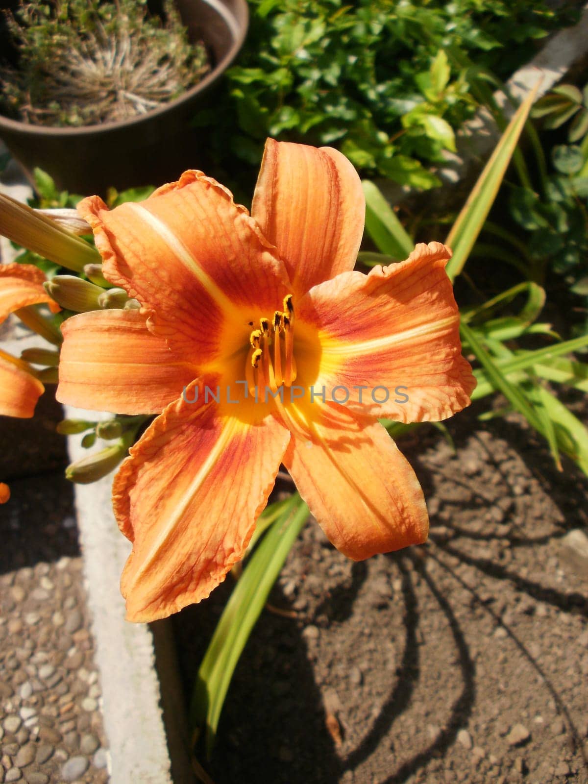 Lily