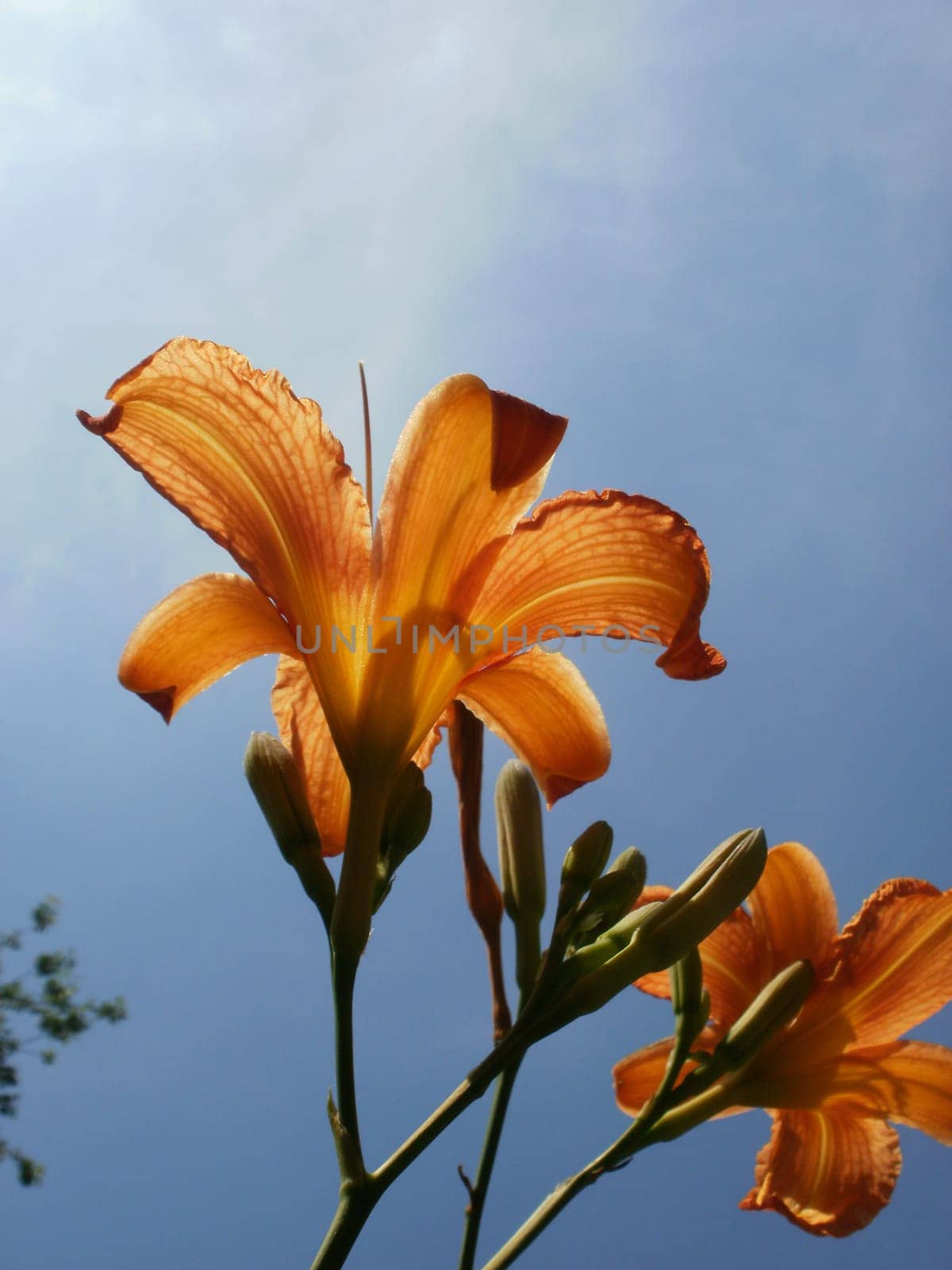 Lily