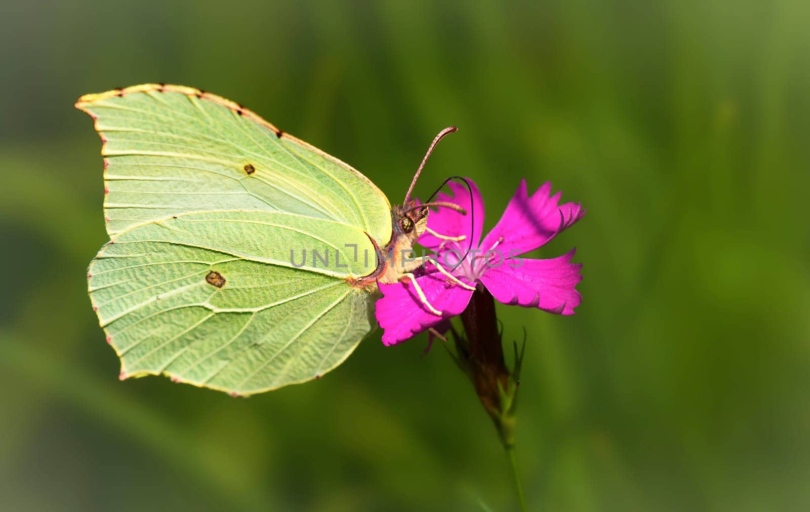 Lemon butterfly males and Carthusian carnation