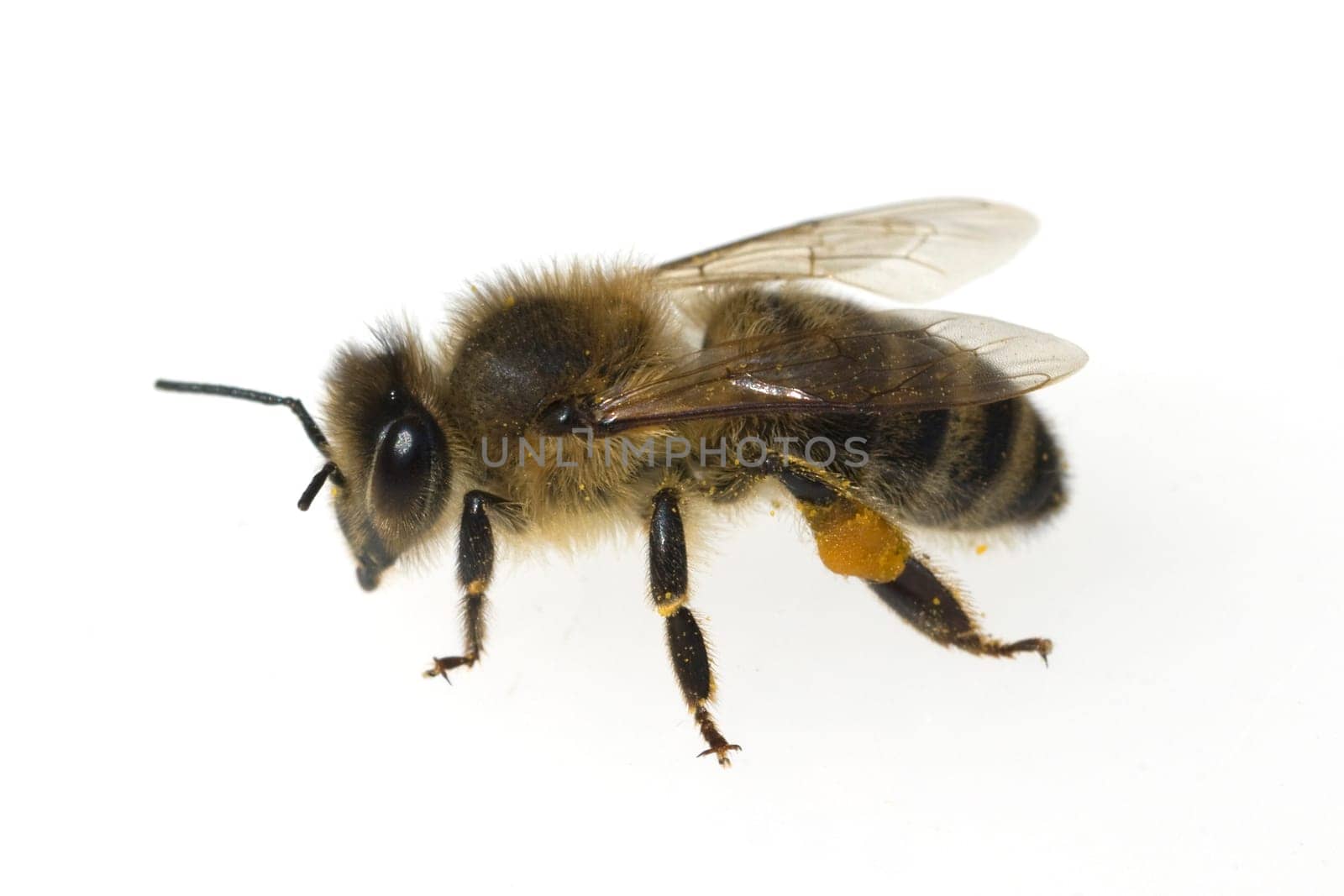 Biene  Apis  mellifera  Honigbiene  Insekt