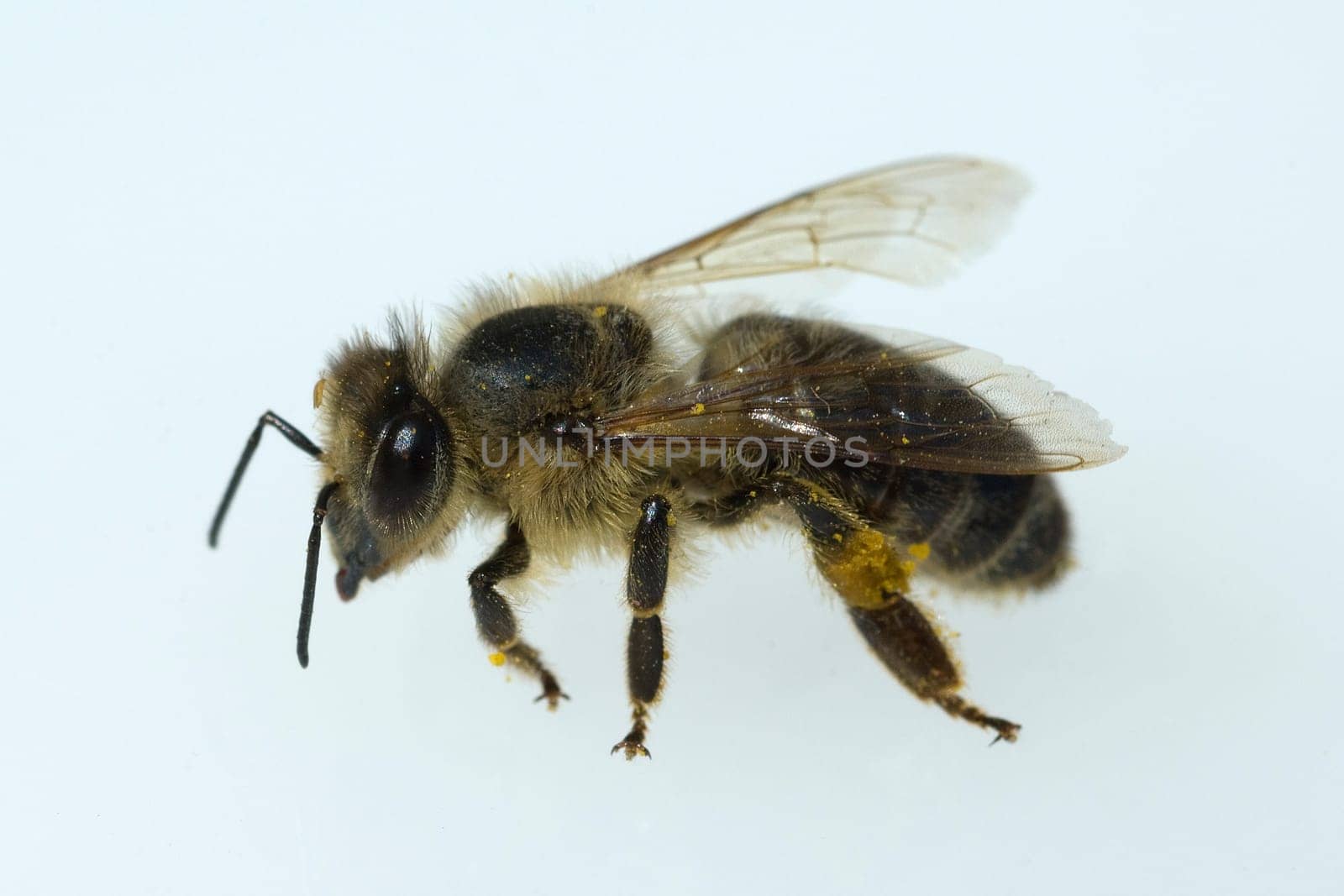 Biene  Apis  mellifera  Honigbiene  Insekt