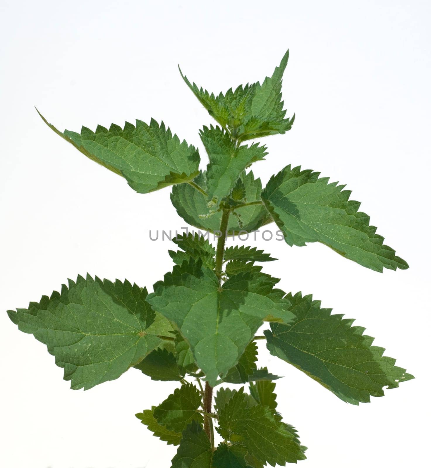 Brennnessel  Urtica, Dioica  Grosse