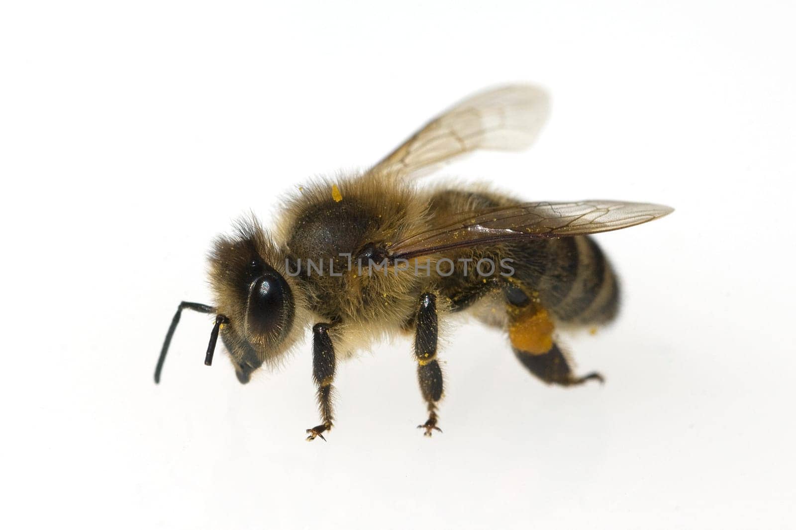 Biene  Apis  mellifera  Honigbiene  Insekt