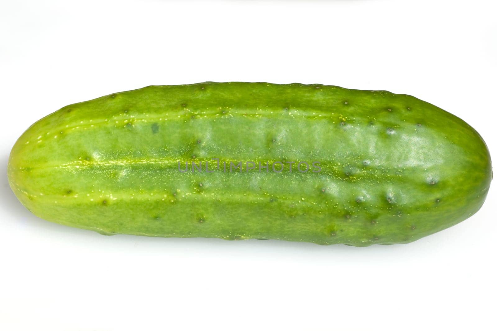 Gurken  Cumumis, sativus