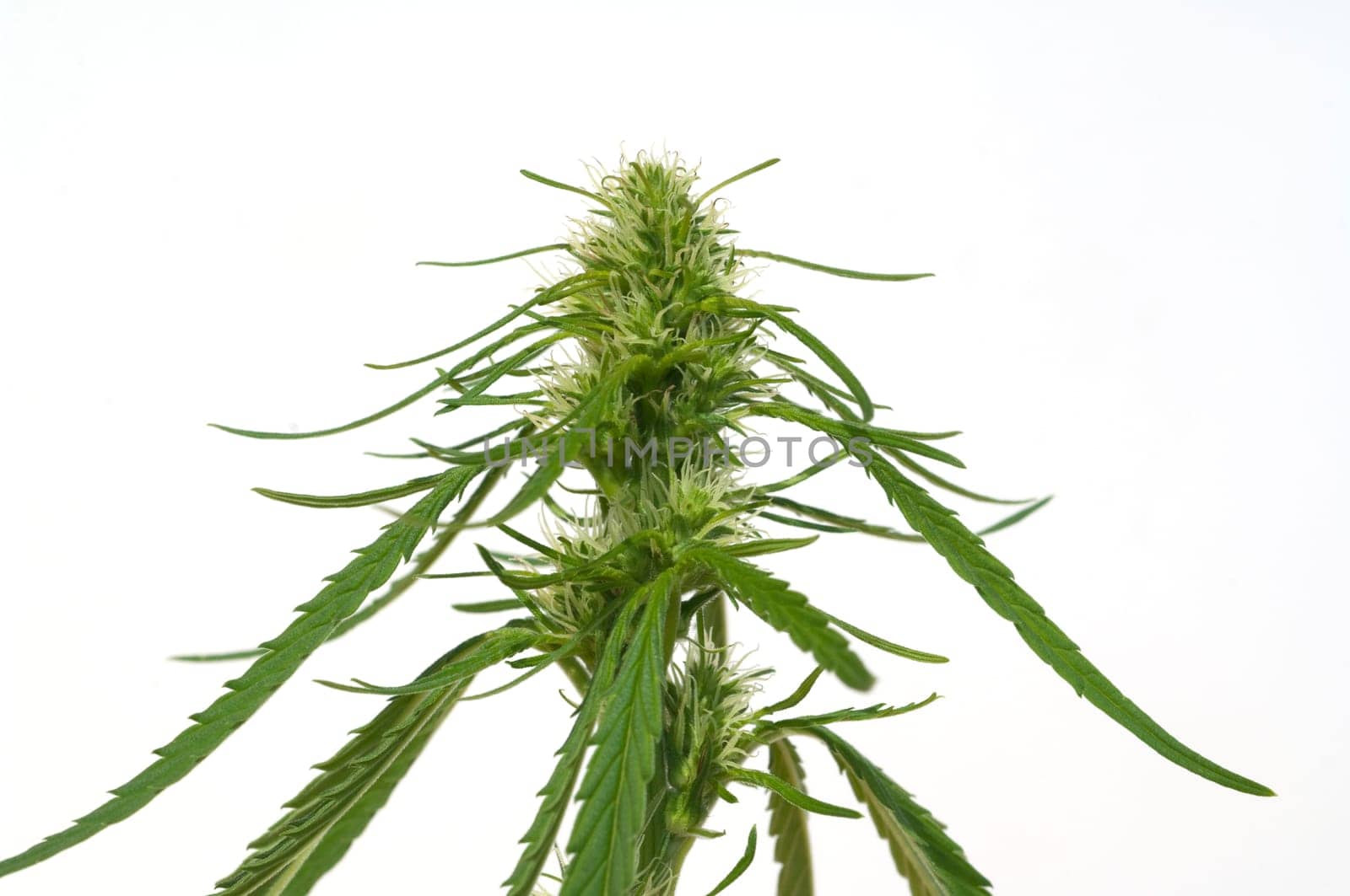 Hanfbluete, weiblich, hanf, cannabis, indica