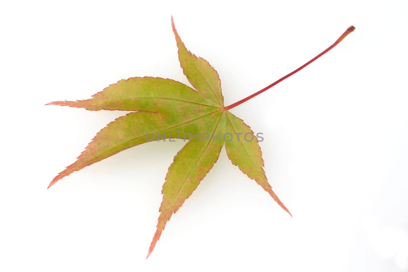 Faecherahorn, gruener, Acer, palmatum,  Osakazuki