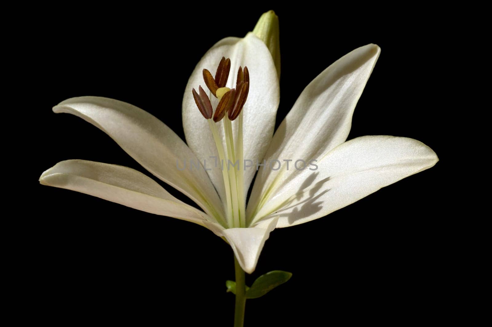 lily  hybrid  Lilies