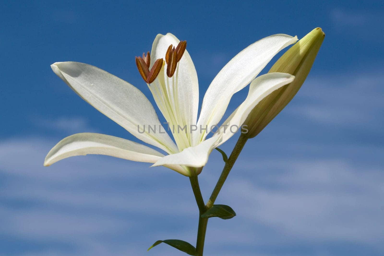 lily  hybrid  Lilies