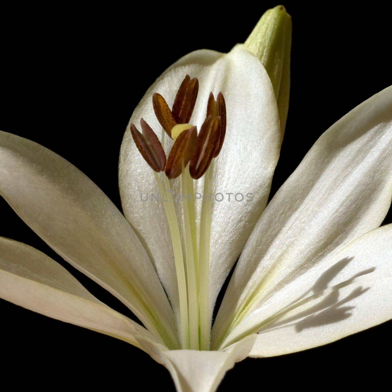 lily  hybrid  Lilies