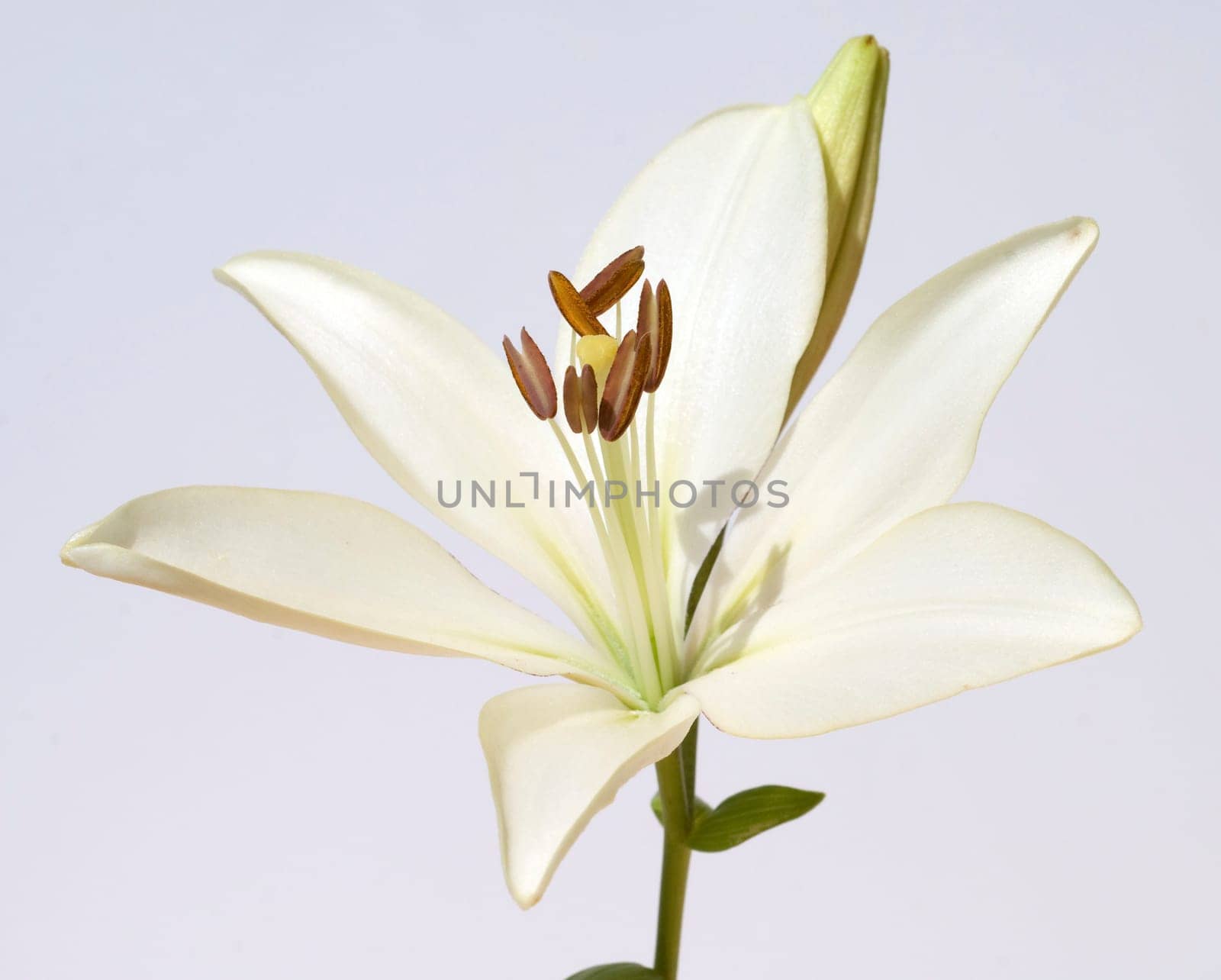 lily  hybrid  Lilies