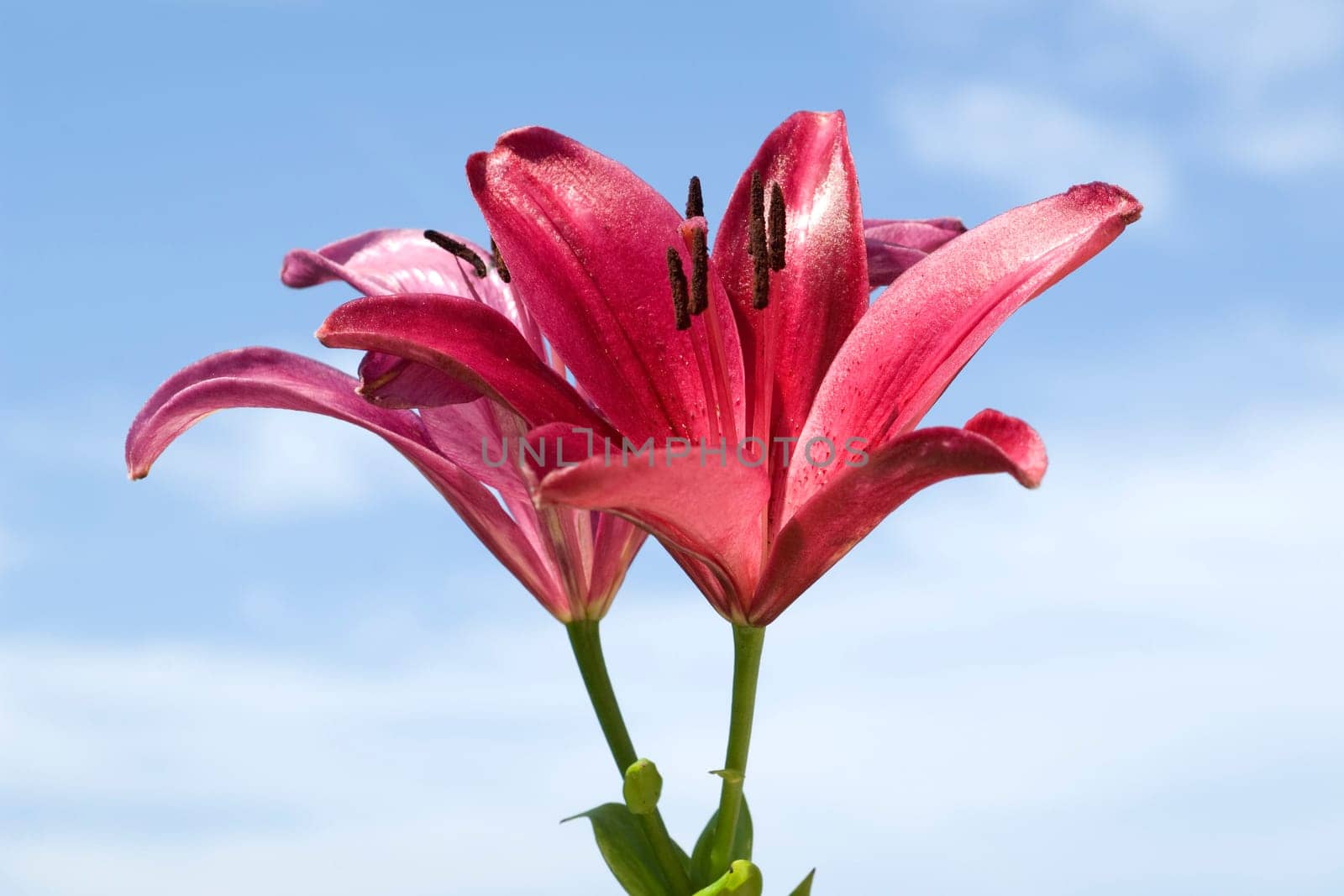 lily  hybrid  Lilies