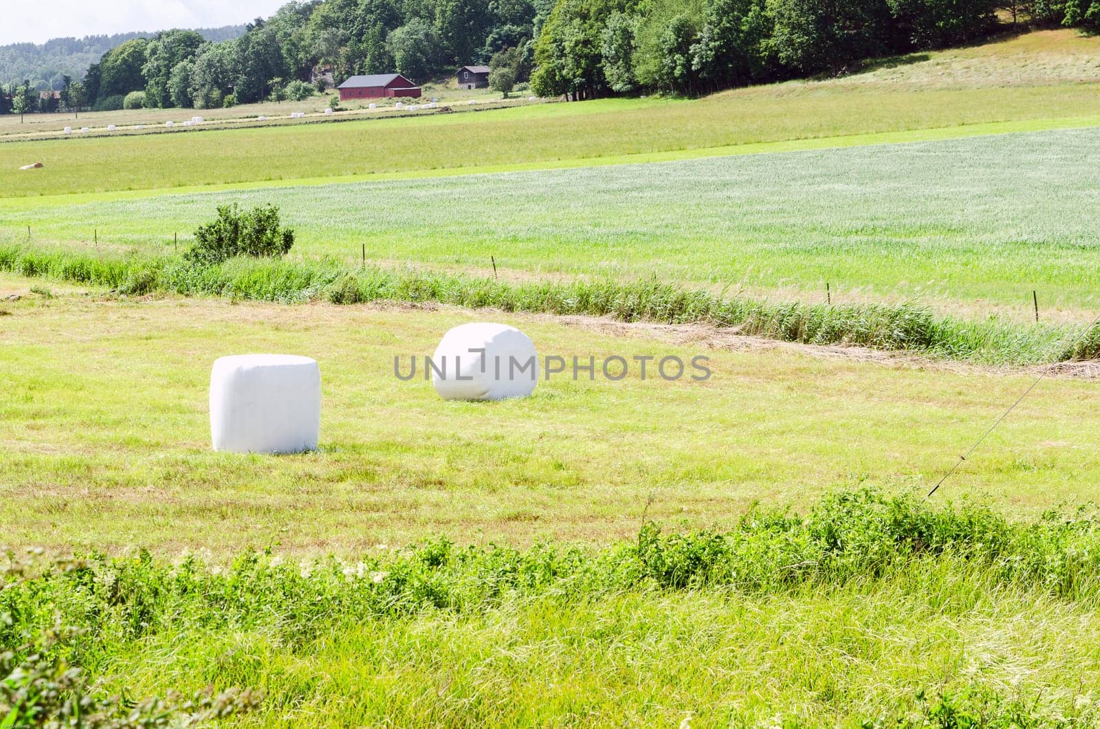 one field with many white pack ensilage