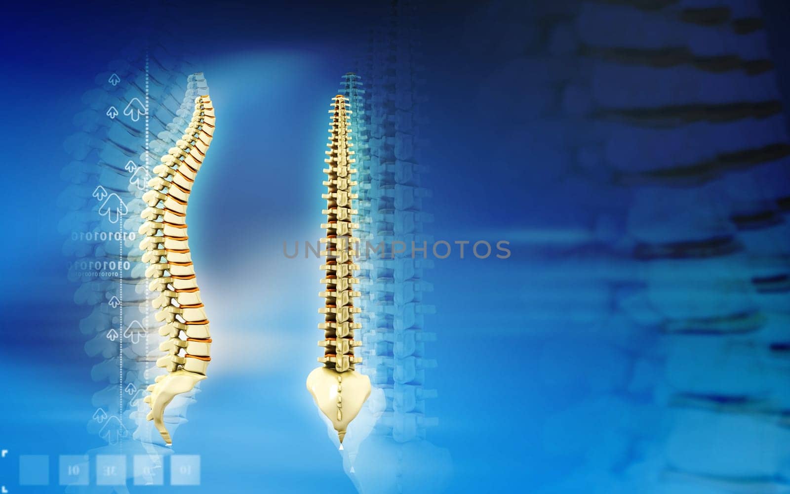 Digital illustration of back bone in color background
