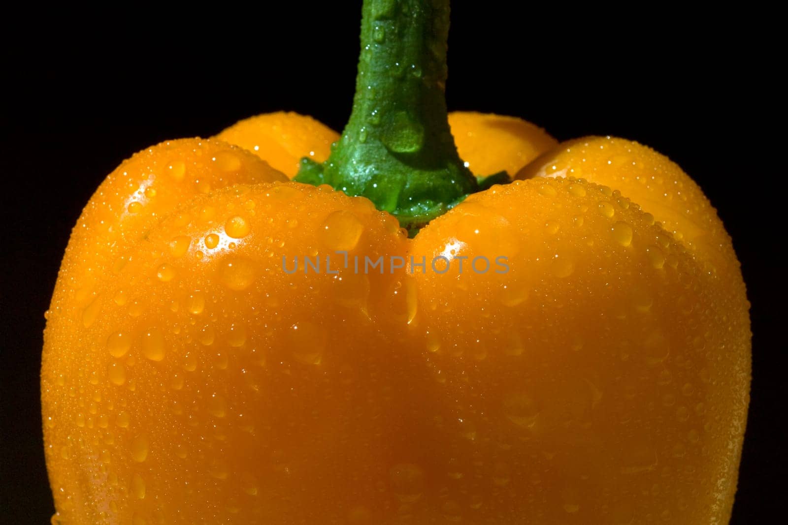 Peppers  Capsicum  annuum  Paprikaschote