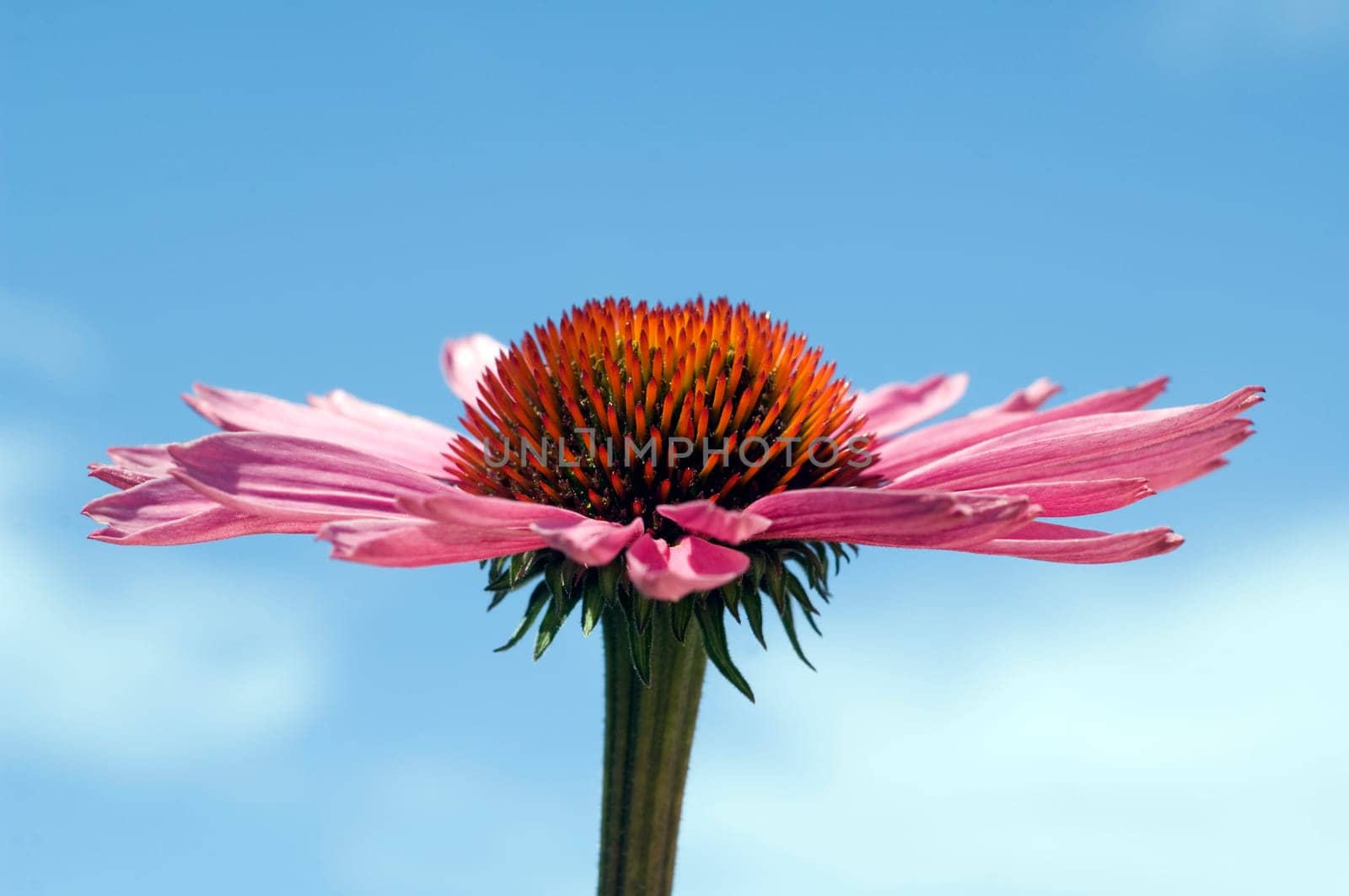 Roter Sonnenhut  Echinacea  purpurea