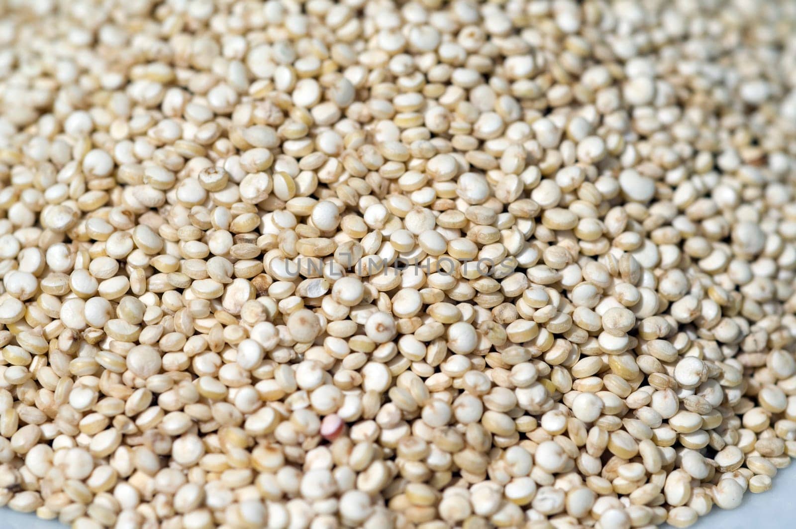 Quinoa  chenopodium