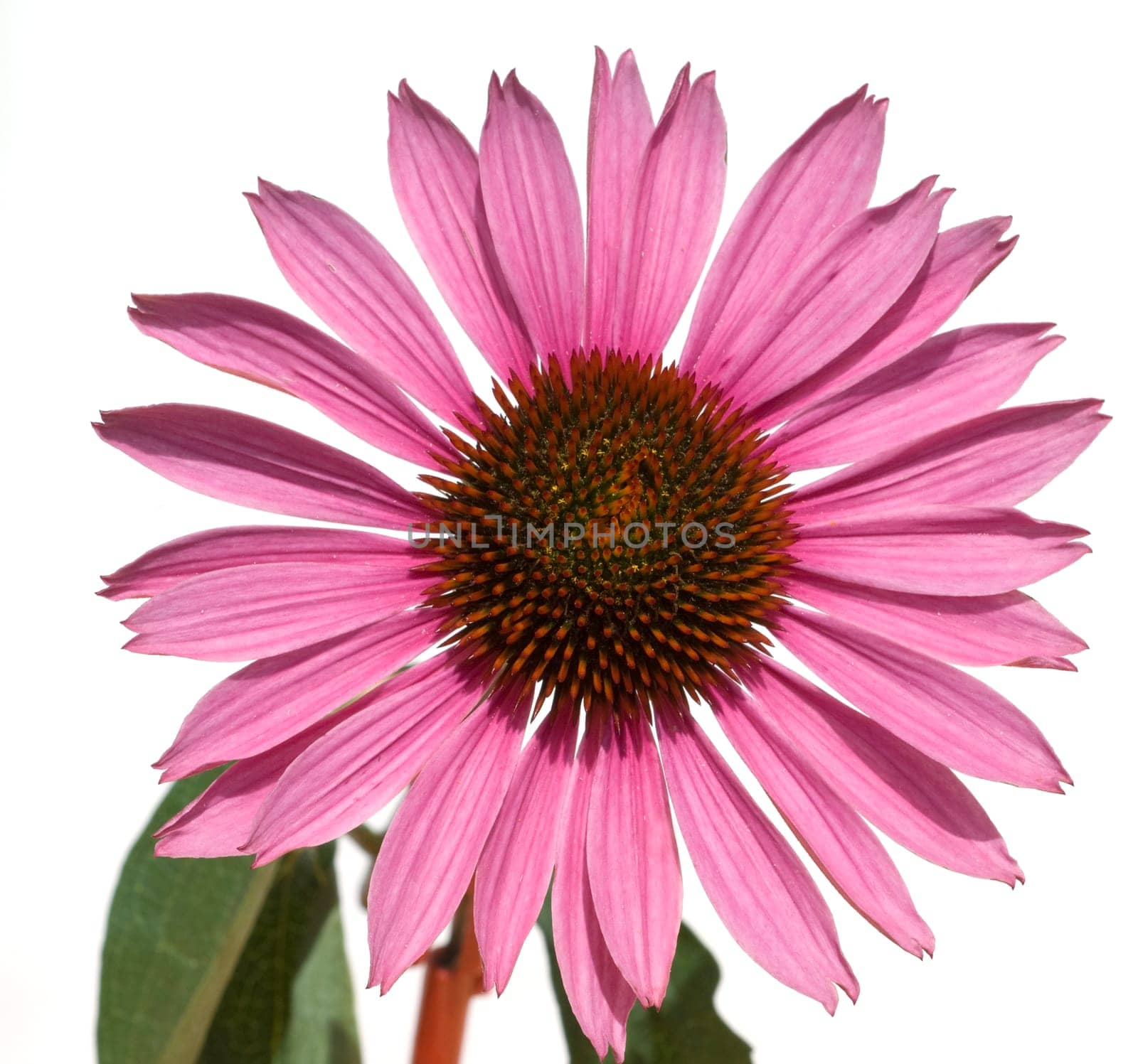Roter Sonnenhut  Echinacea  purpurea