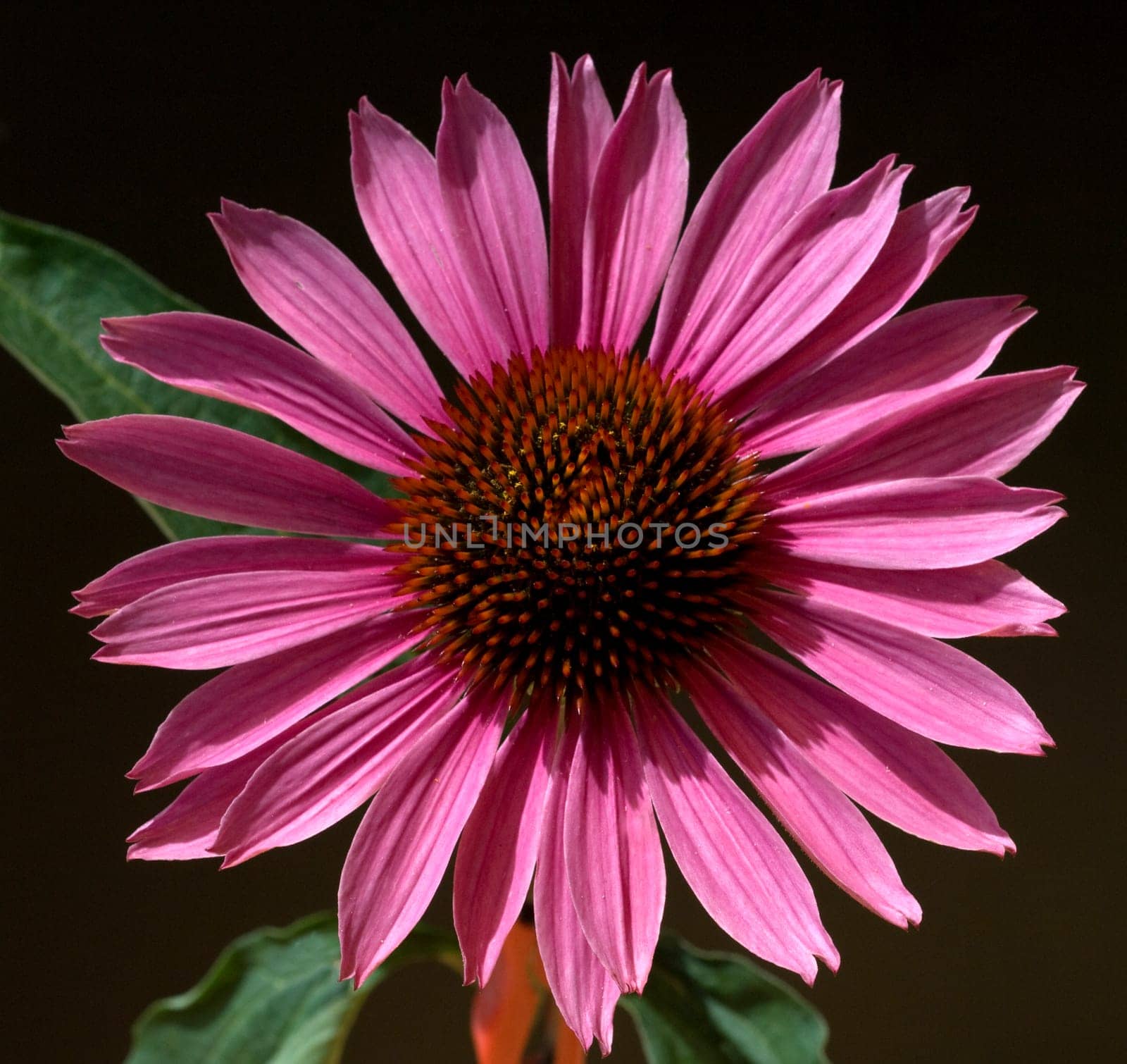 Roter Sonnenhut  Echinacea  purpurea