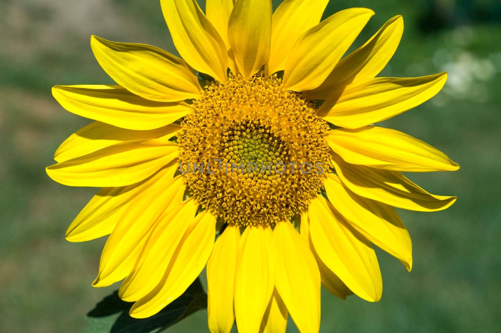 Sonnenblume  Helianthus  annuus