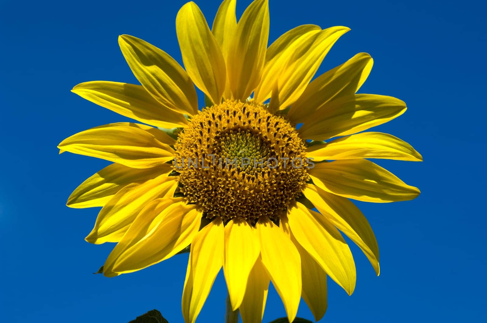 Sonnenblume  Helianthus  annuus