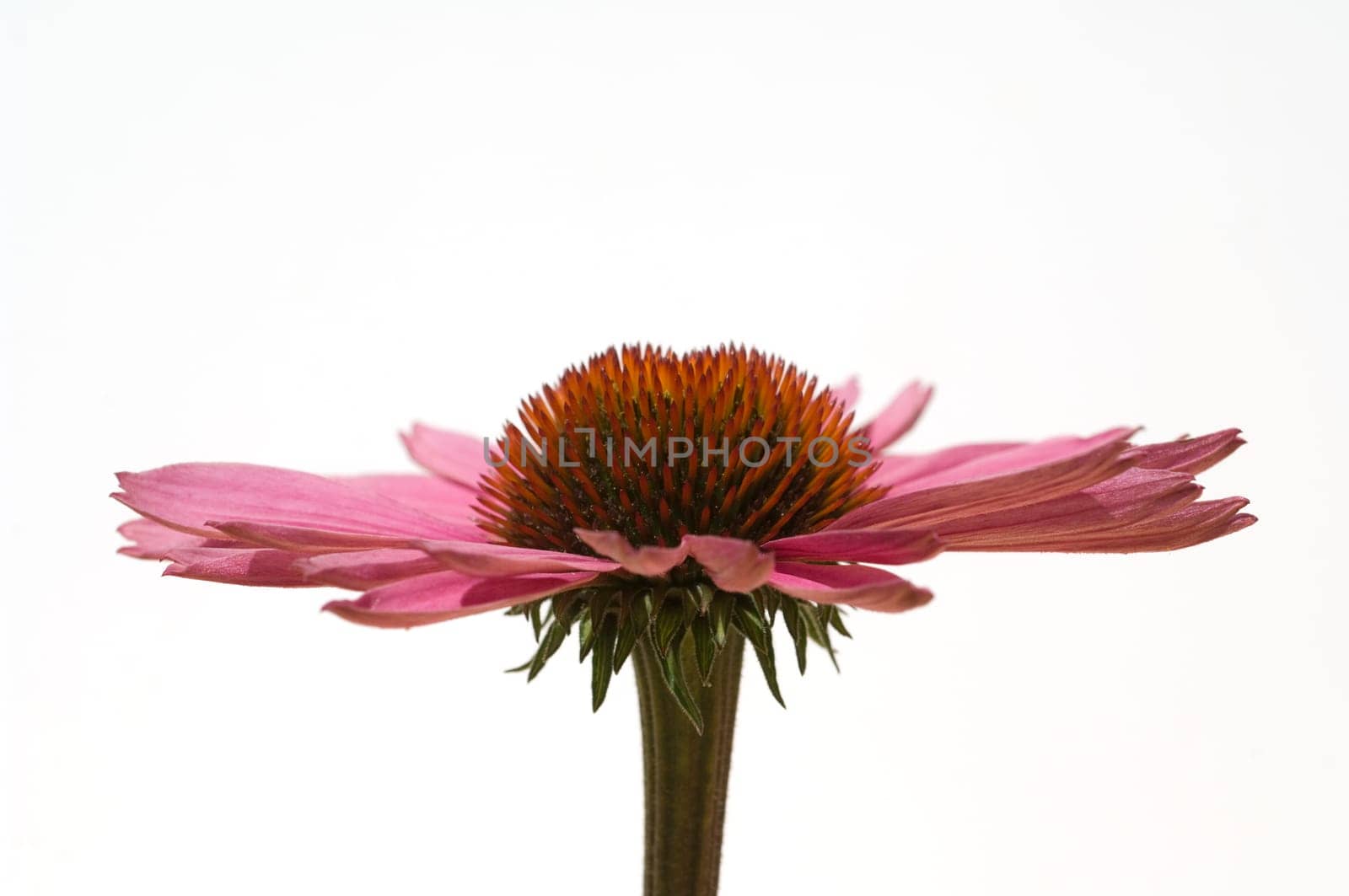 Roter Sonnenhut  Echinacea  purpurea
