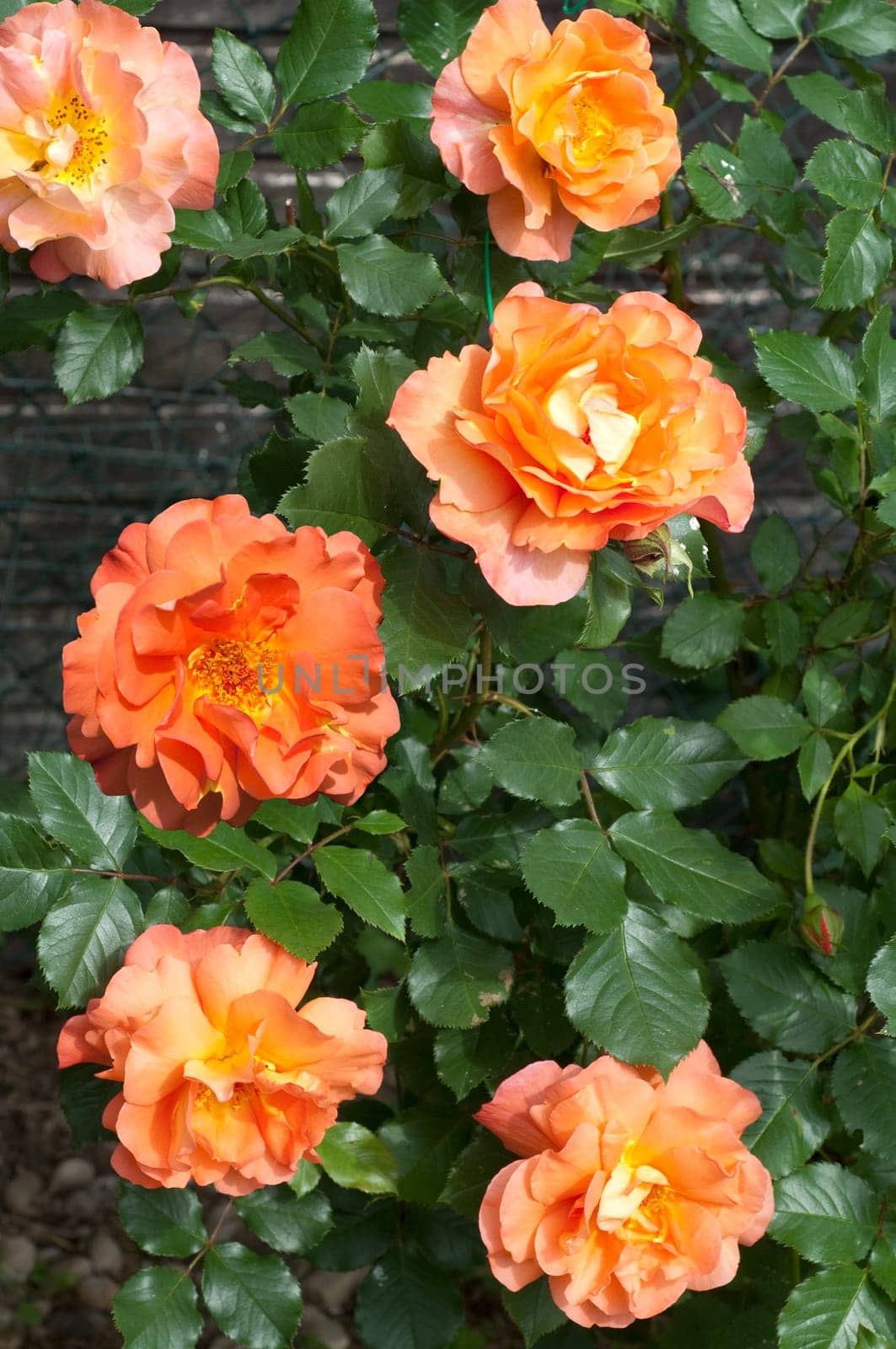 Westerland, Strauchrose
