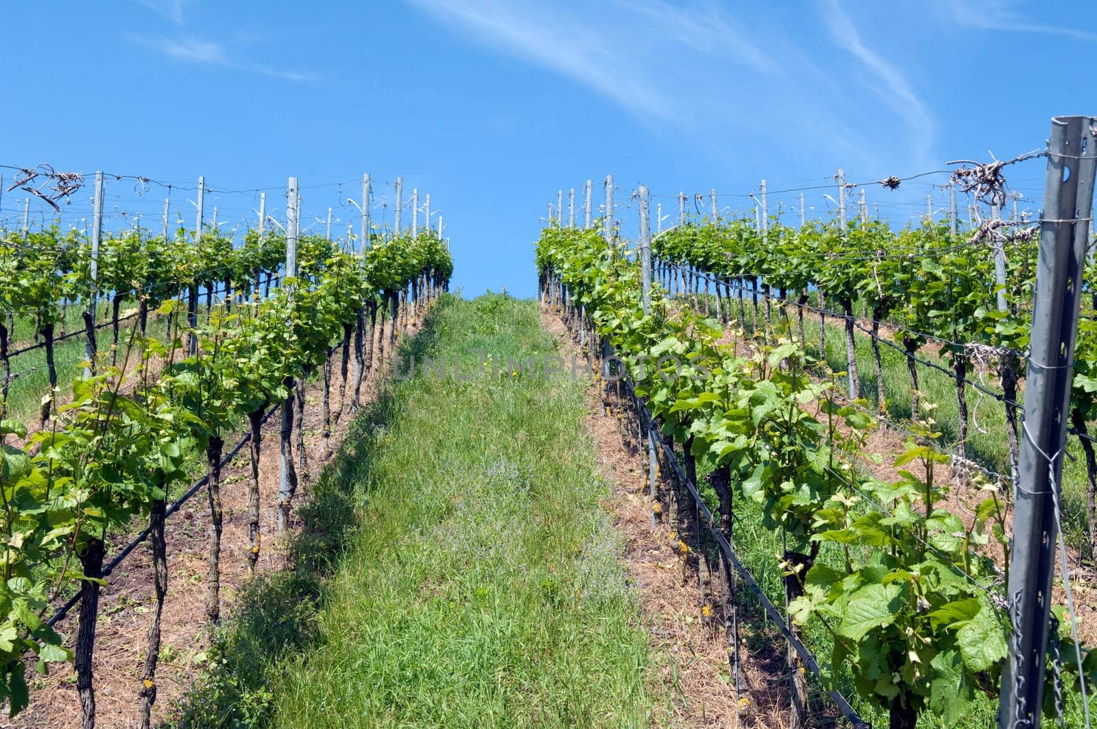 Weinberge, Weinterrassen, Kaiserstuhl