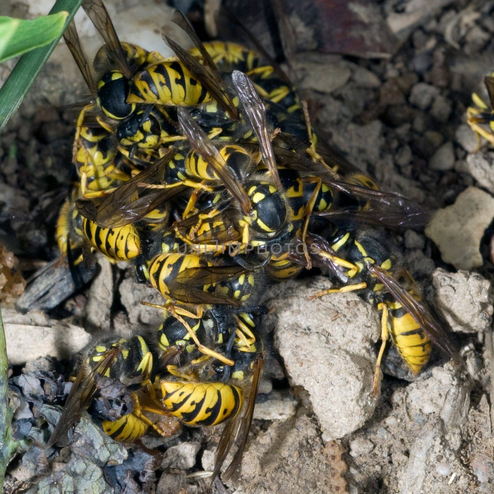 Wespe  Vespula  germanica  Wespen