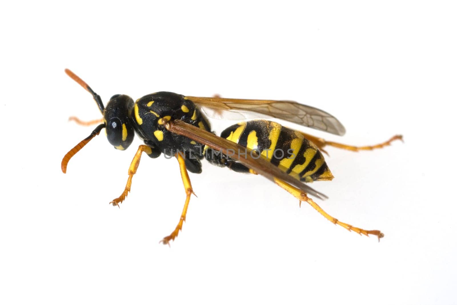 Wespe  Vespula  germanica